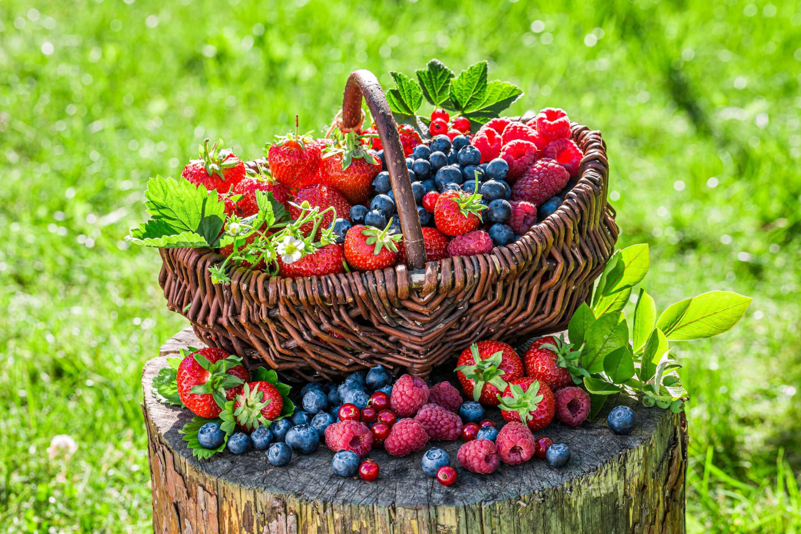 123fruit.nl 123fruit.nl
